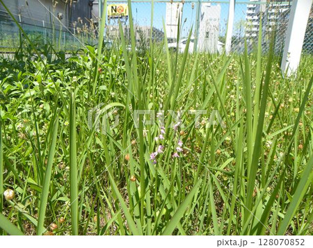 桃色のねじれた花は野草のネジバナの花 128070852