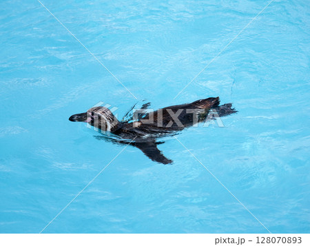水面を泳ぐフンボルトペンギン 128070893