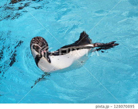水面を泳ぐフンボルトペンギン 128070895