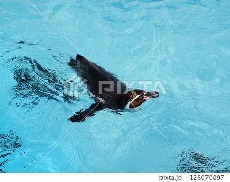 水面を泳ぐフンボルトペンギン 128070897