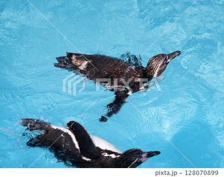 水面を泳ぐフンボルトペンギン 128070899
