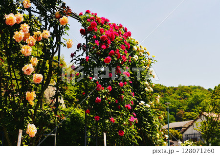 薔薇に覆われたアーチ 128071260
