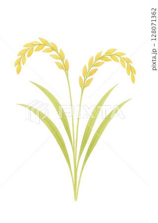 黄金色の稲穂 128071362