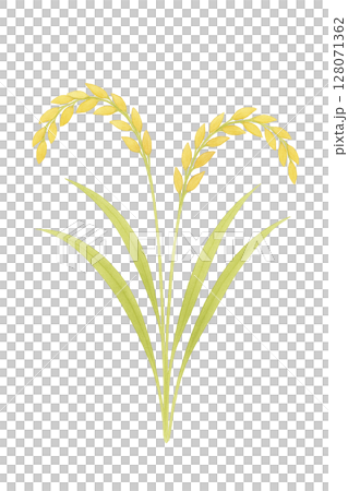 Golden rice ear Golden rice ear 128071362