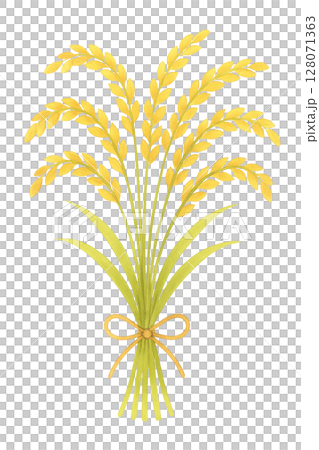 Golden rice bundles 128071363