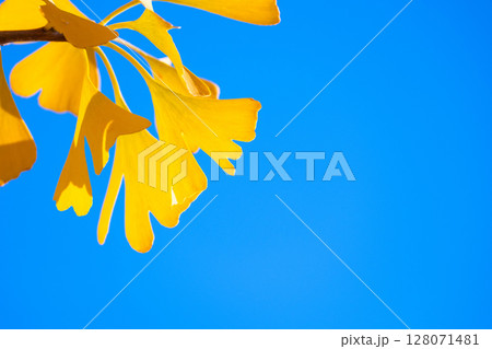 イチョウの黄葉 イチョウの黄葉 128071481