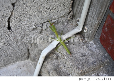 カマキリなんだけどなぁ カマキリなんだけどなぁ 128071544