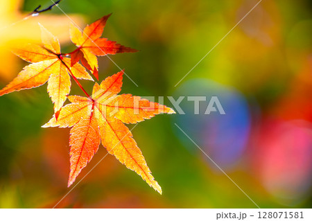 鮮やかな紅葉 128071581