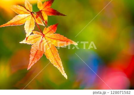 鮮やかな紅葉 鮮やかな紅葉 128071582