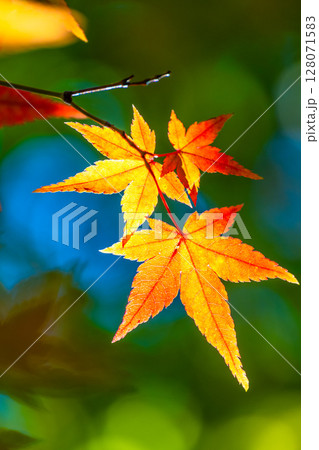 鮮やかな紅葉 128071583