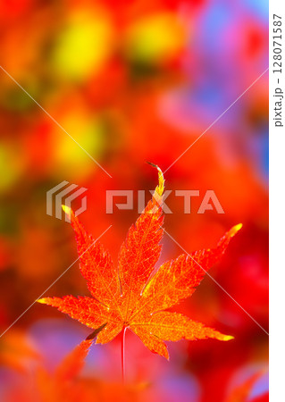 鮮やかな紅葉 鮮やかな紅葉 128071587