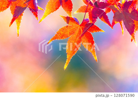 鮮やかな紅葉 128071590