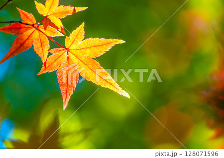 鮮やかな紅葉 鮮やかな紅葉 128071596