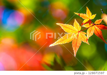 鮮やかな紅葉 128071597