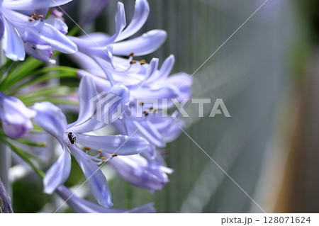 アガパンサス(紫君子蘭) 128071624