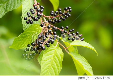 Ripe bird cherry berries growing on a branch with green leaves. Harvest season and natural plant. 128071820