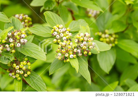 Green leaves and white berries of a plant with natural light. Dogwoods shrub with white fruits. 128071821