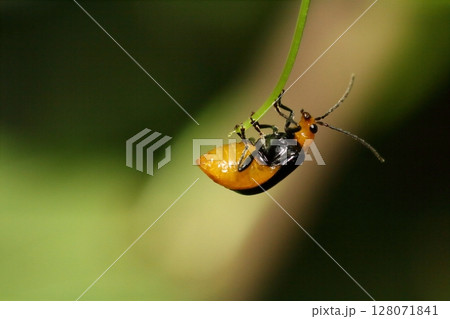 植物の葉にとまるクロウリハムシ(黒瓜葉虫) 植物の葉にとまるクロウリハムシ(黒瓜葉虫) 128071841