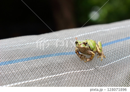 小さな命、ニホンアマガエル 128071896