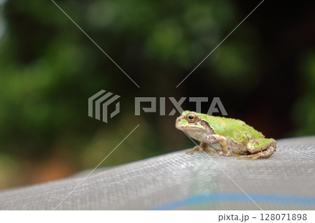 鮮やかな緑のニホンアマガエル 鮮やかな緑のニホンアマガエル 128071898
