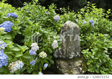 6月の弘長寺(長野県松本市) 6月の弘長寺(長野県松本市) 128072252