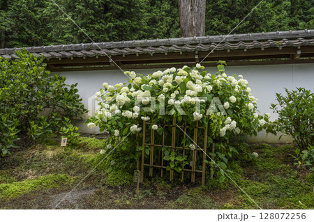 6月の弘長寺（長野県松本市） 128072256