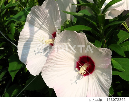 初夏の壇の花:満開の酔芙蓉:すいふよう:ウスピンク色 初夏の壇の花:満開の酔芙蓉:すいふよう:ウスピンク色 128072263