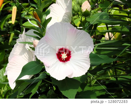初夏の壇の花:満開の酔芙蓉:すいふよう:ウスピンク色 初夏の壇の花:満開の酔芙蓉:すいふよう:ウスピンク色 128072283