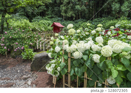 6月の弘長寺（長野県松本市） 128072305