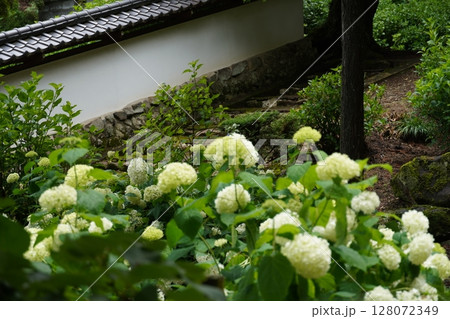 6月の弘長寺(長野県松本市) 6月の弘長寺(長野県松本市) 128072349