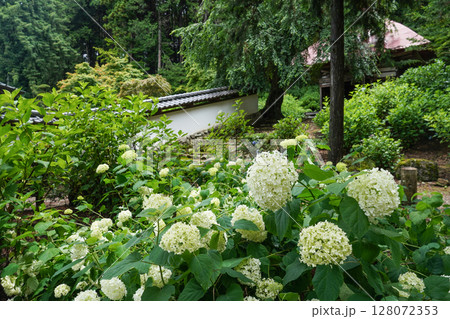 6月の弘長寺（長野県松本市） 128072353