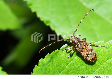 ナガゴマフカミキリ ナガゴマフカミキリ 128072540
