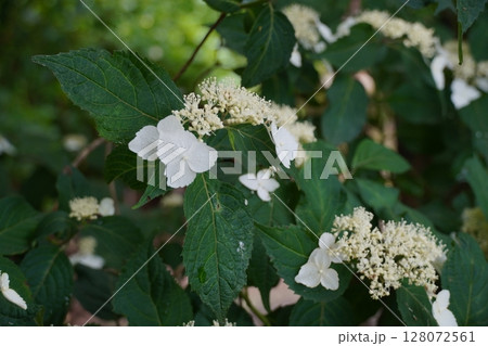 6月の弘長寺（長野県松本市） 128072561