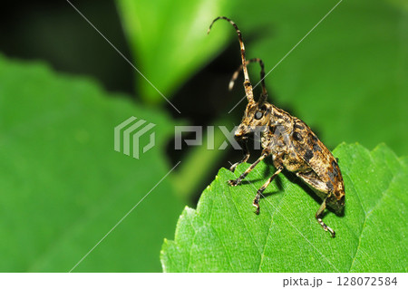 ナガゴマフカミキリ ナガゴマフカミキリ 128072584
