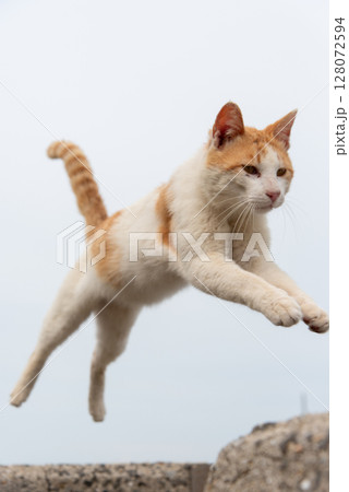 ジャンプする猫 ジャンプする猫 128072594
