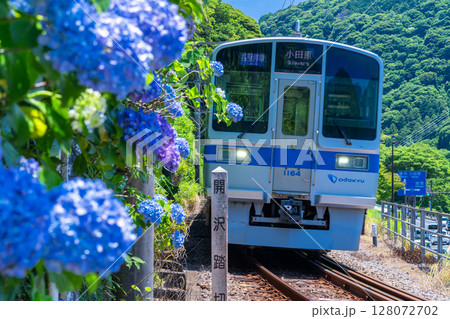 《神奈川県》小田急線とあじさい・箱根湯本 《神奈川県》小田急線とあじさい・箱根湯本 128072702