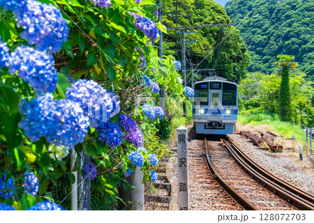 《神奈川県》小田急線とあじさい・箱根湯本 128072703