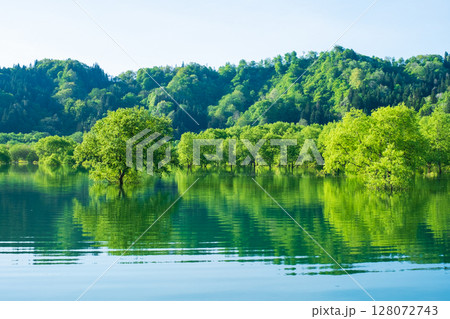 白川湖の水没林 白川湖の水没林 128072743