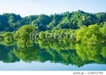 白川湖の水没林 白川湖の水没林 128072795