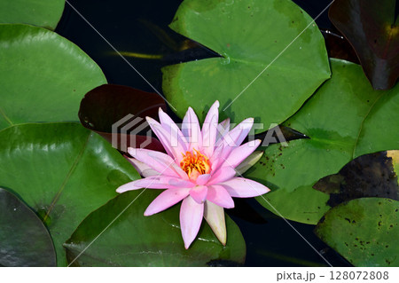 睡蓮　美しい 128072808