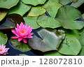 色鮮やかな睡蓮 128072810