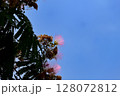 ねむの木と青空 128072812