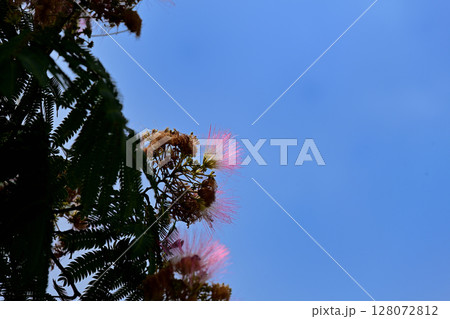 ねむの木と青空 ねむの木と青空 128072812