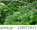 ネムノキの花が咲いています 128072813