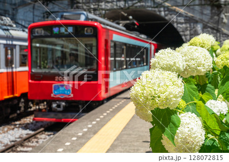 《神奈川県》あじさい電車・箱根登山鉄道塔ノ沢駅 《神奈川県》あじさい電車・箱根登山鉄道塔ノ沢駅 128072815
