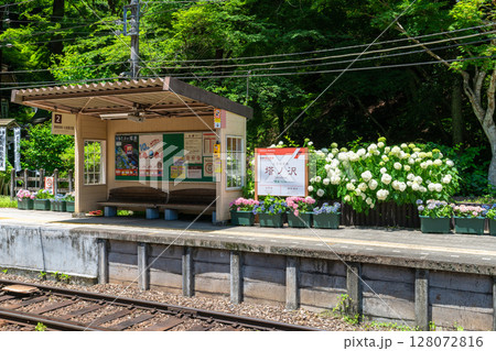 《神奈川県》あじさい電車・箱根登山鉄道塔ノ沢駅 128072816