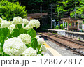 《神奈川県》あじさい電車・箱根登山鉄道塔ノ沢駅 128072817