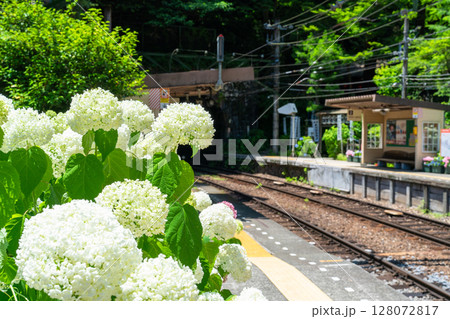 《神奈川県》あじさい電車・箱根登山鉄道塔ノ沢駅 128072817
