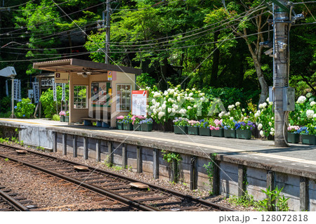 《神奈川県》あじさい電車・箱根登山鉄道塔ノ沢駅 128072818