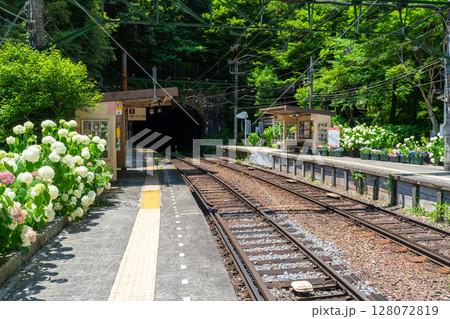 《神奈川県》あじさい電車・箱根登山鉄道塔ノ沢駅 128072819